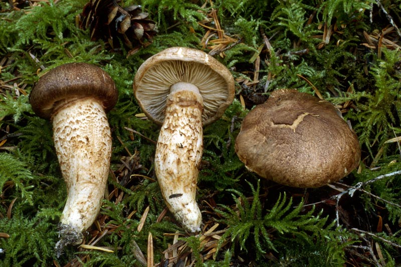 Tricholoma badicephalum